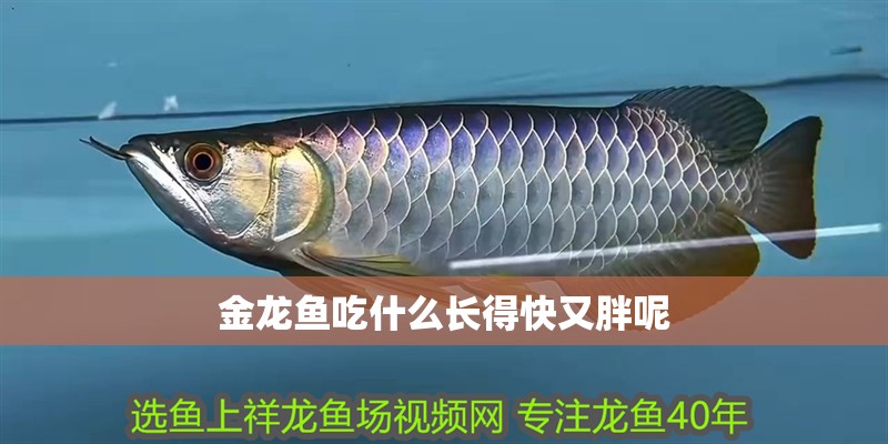 金龍魚吃什么長得快又胖呢