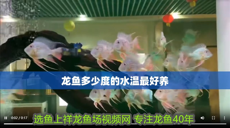 龍魚多少度的水溫最好養