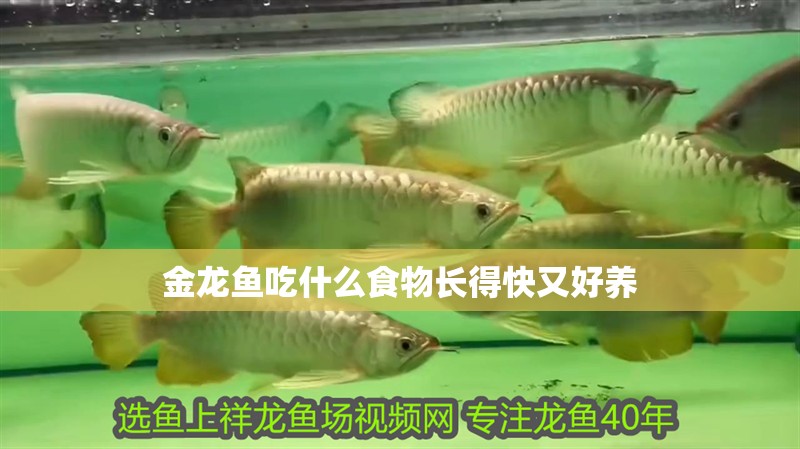 金龍魚吃什么食物長得快又好養