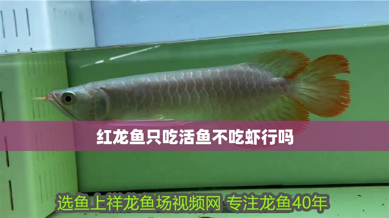 紅龍魚只吃活魚不吃蝦行嗎