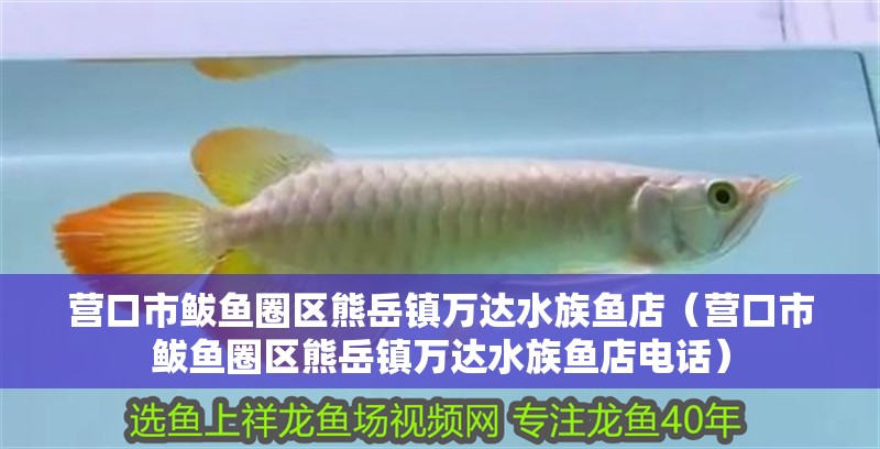 營口市鲅魚圈區熊岳鎮萬達水族魚店（營口市鲅魚圈區熊岳鎮萬達水族魚店電話）
