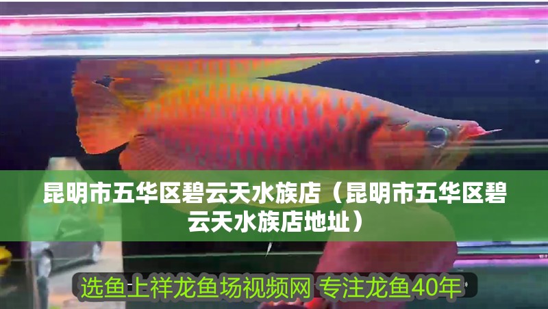昆明市五華區(qū)碧云天水族店（昆明市五華區(qū)碧云天水族店地址）