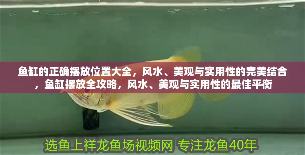 魚缸的正確擺放位置大全，風水、美觀與實用性的完美結合，魚缸擺放全攻略，風水、美觀與實用性的最佳平衡
