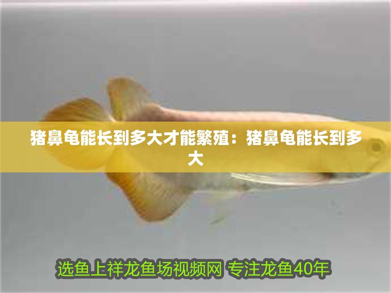 豬鼻龜能長到多大才能繁殖：豬鼻龜能長到多大