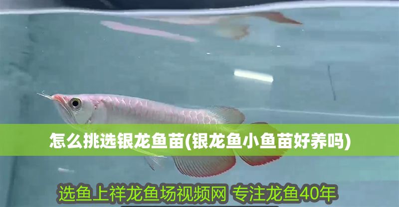 怎么挑選銀龍魚苗(銀龍魚小魚苗好養(yǎng)嗎)