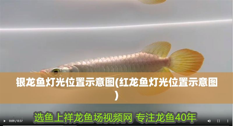 銀龍魚燈光位置示意圖(紅龍魚燈光位置示意圖)