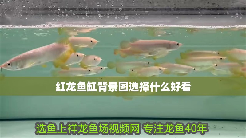 紅龍魚缸背景圖選擇什么好看