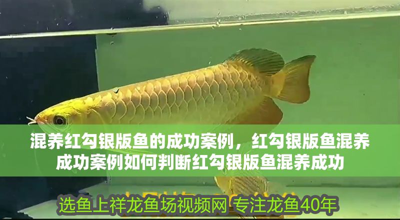 混養(yǎng)紅勾銀版魚的成功案例，紅勾銀版魚混養(yǎng)成功案例如何判斷紅勾銀版魚混養(yǎng)成功