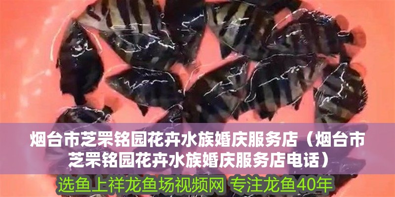 煙臺(tái)市芝罘銘園花卉水族婚慶服務(wù)店（煙臺(tái)市芝罘銘園花卉水族婚慶服務(wù)店電話）