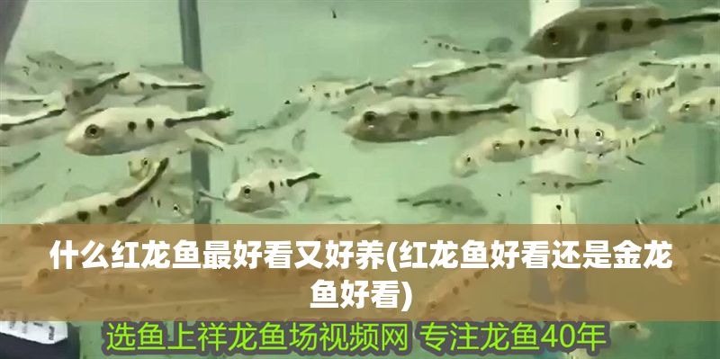 什么紅龍魚最好看又好養(紅龍魚好看還是金龍魚好看)