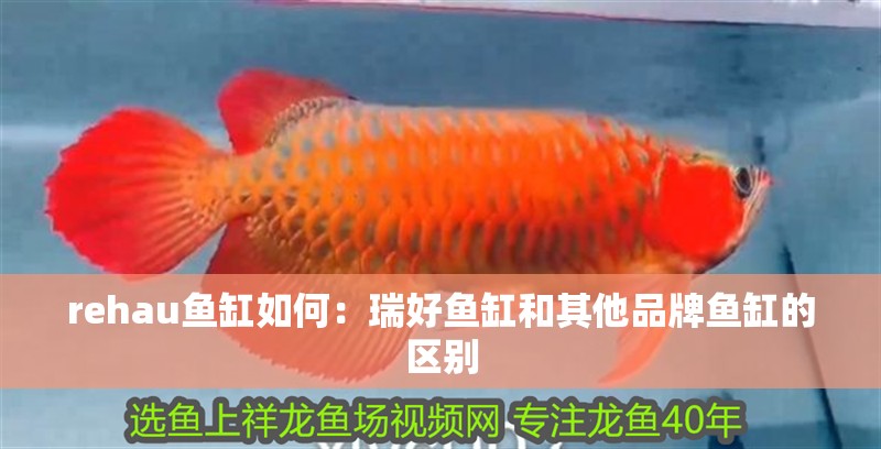 rehau魚缸如何：瑞好魚缸和其他品牌魚缸的區別