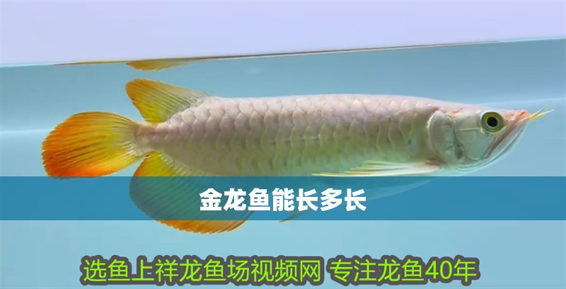 金龍魚能長(zhǎng)多長(zhǎng)