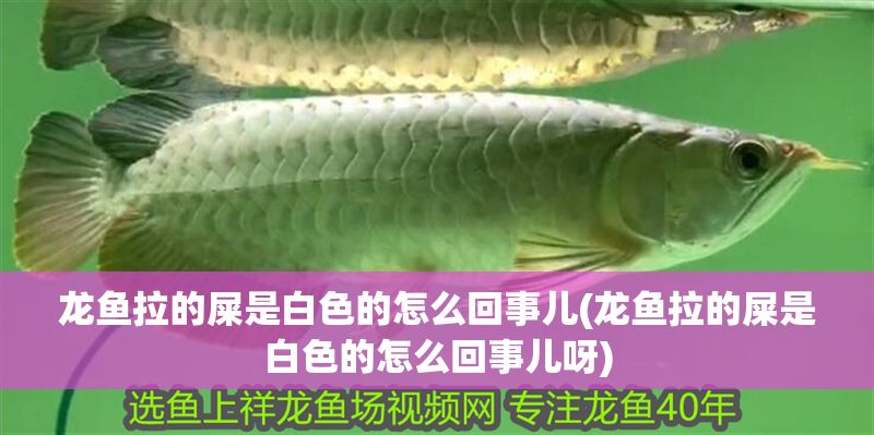 龍魚拉的屎是白色的怎么回事兒(龍魚拉的屎是白色的怎么回事兒呀)