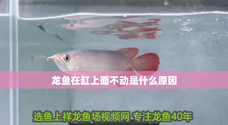 龍魚在缸上面不動是什么原因