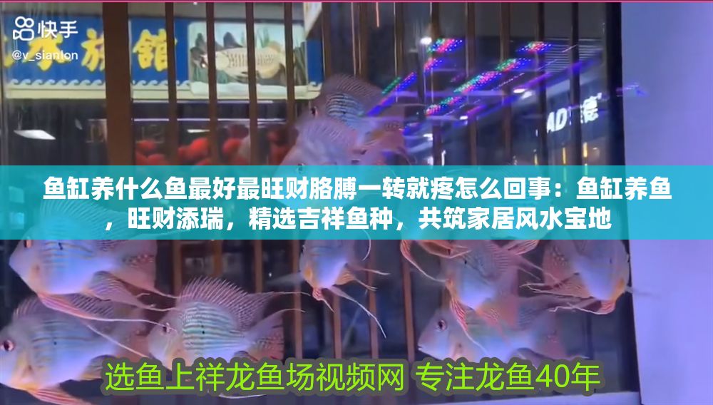 魚缸養什么魚最好最旺財胳膊一轉就疼怎么回事：魚缸養魚，旺財添瑞，精選吉祥魚種，共筑家居風水寶地