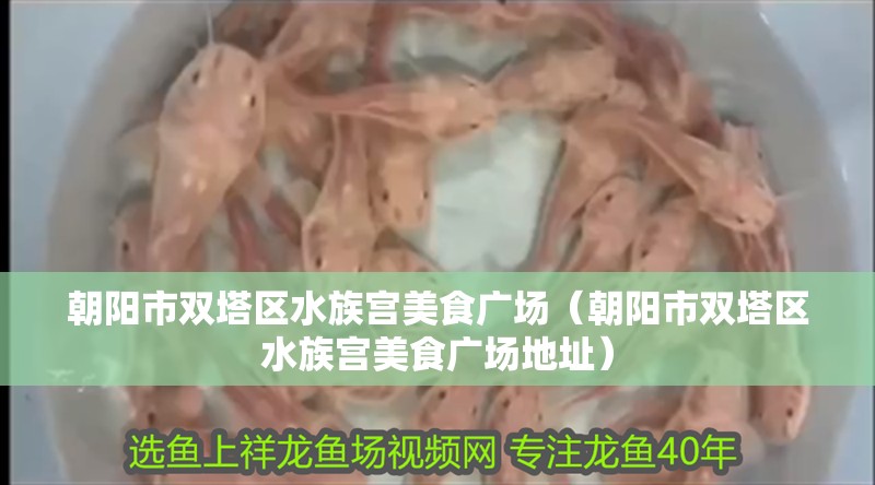 朝陽(yáng)市雙塔區(qū)水族宮美食廣場(chǎng)（朝陽(yáng)市雙塔區(qū)水族宮美食廣場(chǎng)地址）