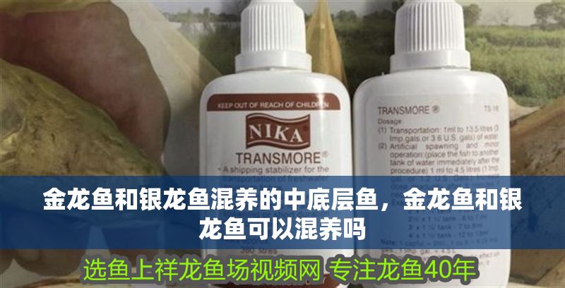 金龍魚和銀龍魚混養(yǎng)的中底層魚，金龍魚和銀龍魚可以混養(yǎng)嗎