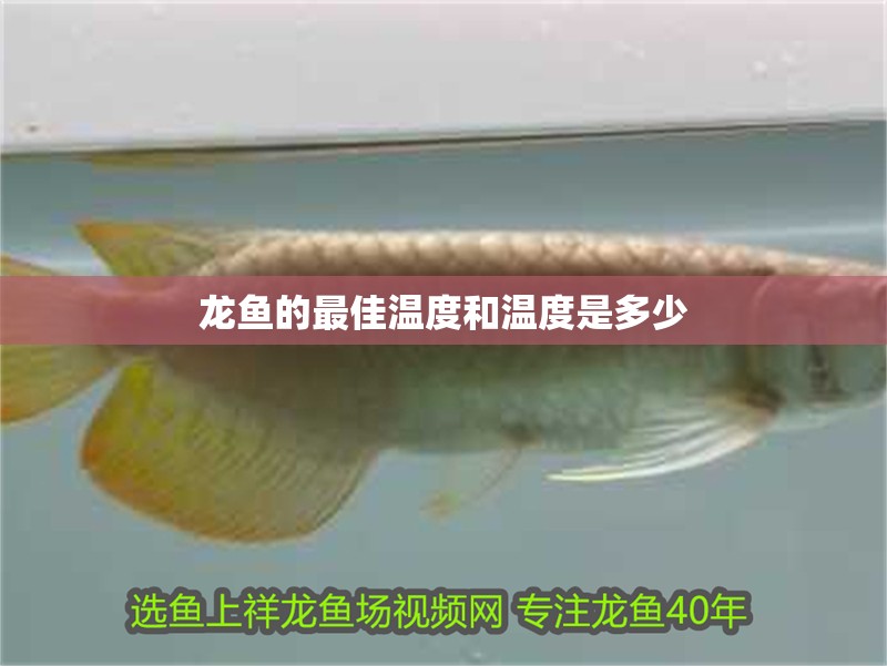 龍魚的最佳溫度和溫度是多少