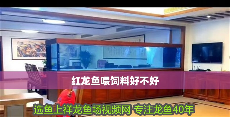 紅龍魚(yú)喂飼料好不好