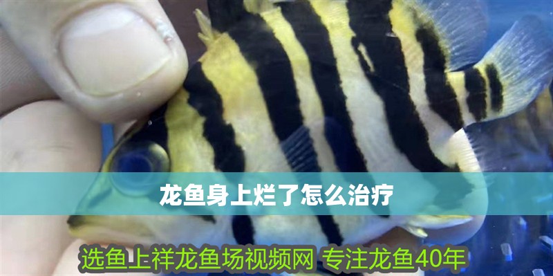 龍魚身上爛了怎么治療