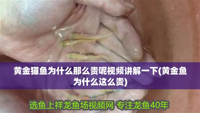 黃金貓魚為什么那么貴呢視頻講解一下(黃金魚為什么這么貴)