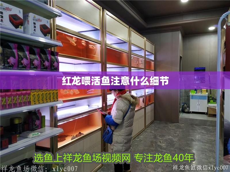 紅龍喂活魚(yú)注意什么細(xì)節(jié)