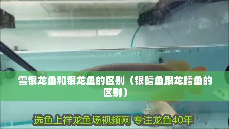 雪銀龍魚和銀龍魚的區別（銀鱈魚跟龍鱈魚的區別）