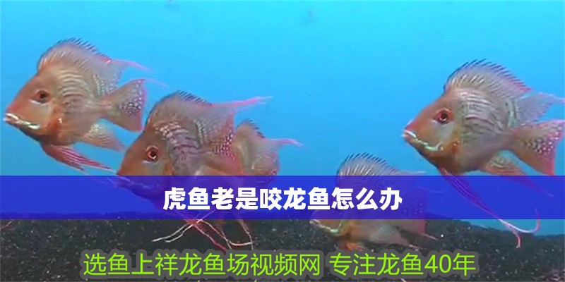 虎魚老是咬龍魚怎么辦