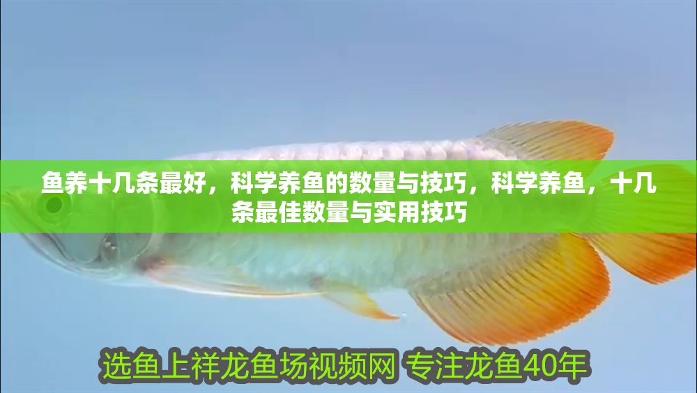 魚養(yǎng)十幾條最好，科學(xué)養(yǎng)魚的數(shù)量與技巧，科學(xué)養(yǎng)魚，十幾條最佳數(shù)量與實用技巧