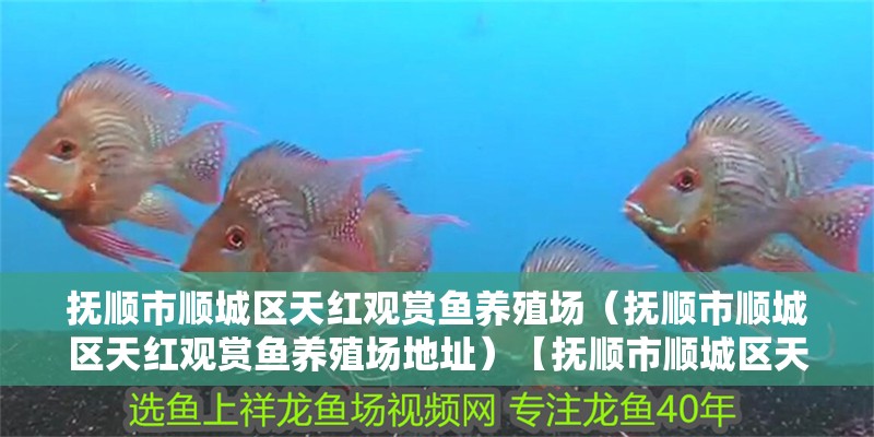 撫順市順城區天紅觀賞魚養殖場（撫順市順城區天紅觀賞魚養殖場地址）【撫順市順城區天紅觀賞魚養殖場】
