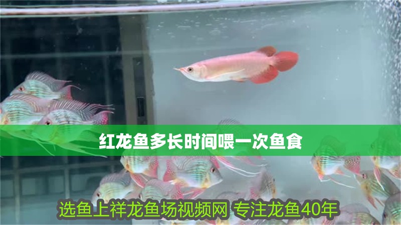 紅龍魚多長時間喂一次魚食