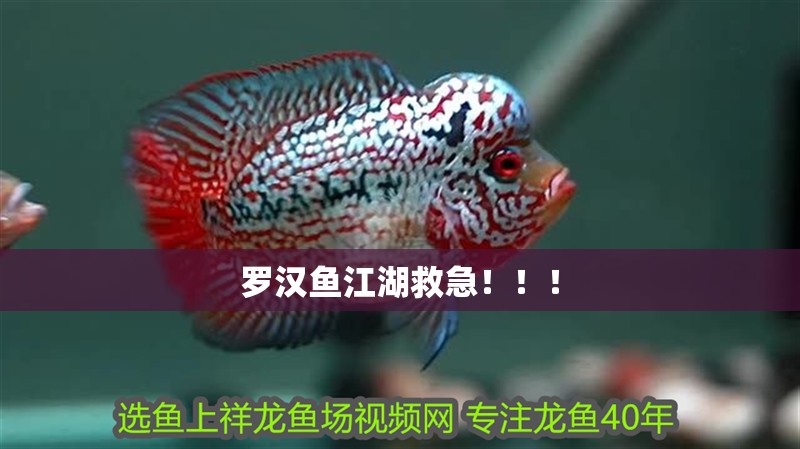 羅漢魚江湖救急！！！