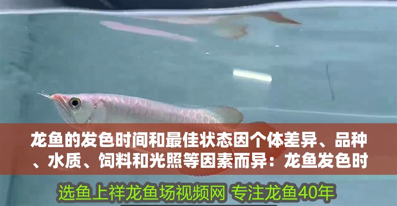 龍魚的發色時間和最佳狀態因個體差異、品種、水質、飼料和光照等因素而異：龍魚發色時間和最佳狀態因個體差異、品種、水質、飼料和光照等因素而異