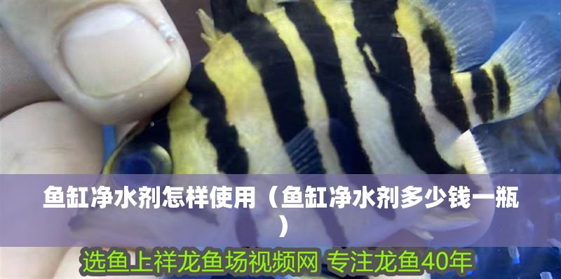 魚缸凈水劑怎樣使用（魚缸凈水劑多少錢一瓶）