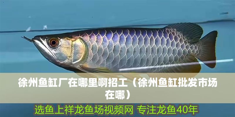 徐州魚缸廠在哪里啊招工（徐州魚缸批發市場在哪）