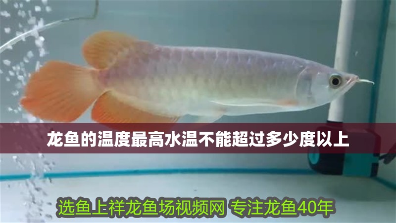 龍魚的溫度最高水溫不能超過多少度以上 龍魚的溫度最高水溫不能超過多少度以上 龍魚百科 第2張