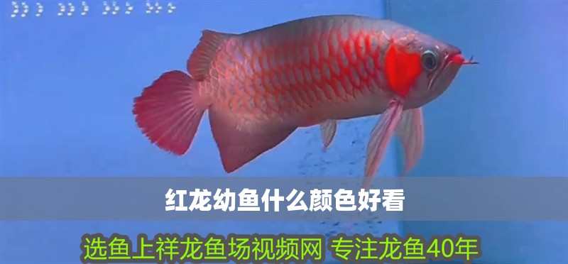 紅龍幼魚什么顏色好看