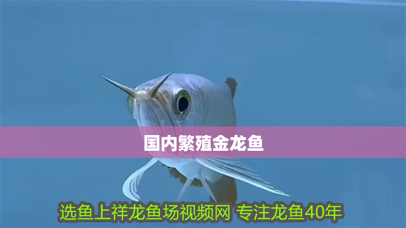 國內(nèi)繁殖金龍魚