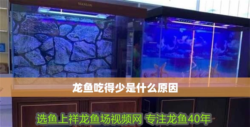 龍魚吃得少是什么原因