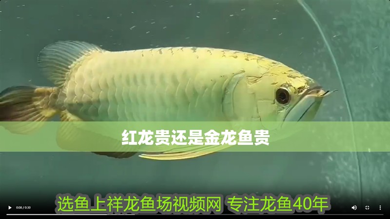 紅龍貴還是金龍魚貴