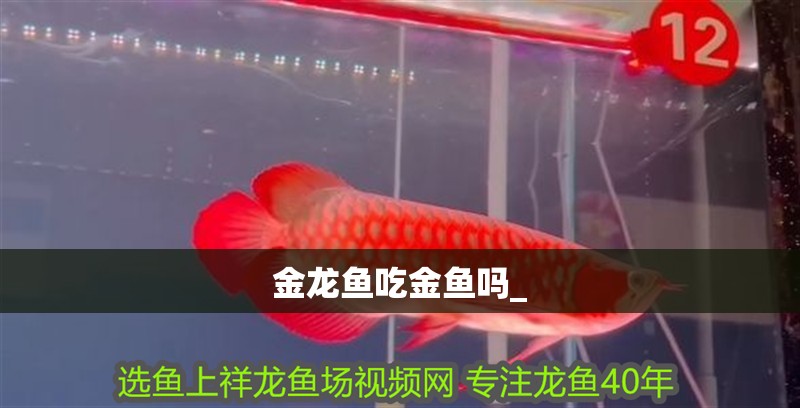 金龍魚吃金魚嗎_
