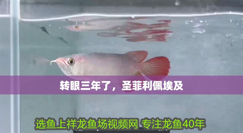 轉眼三年了，圣菲利佩埃及