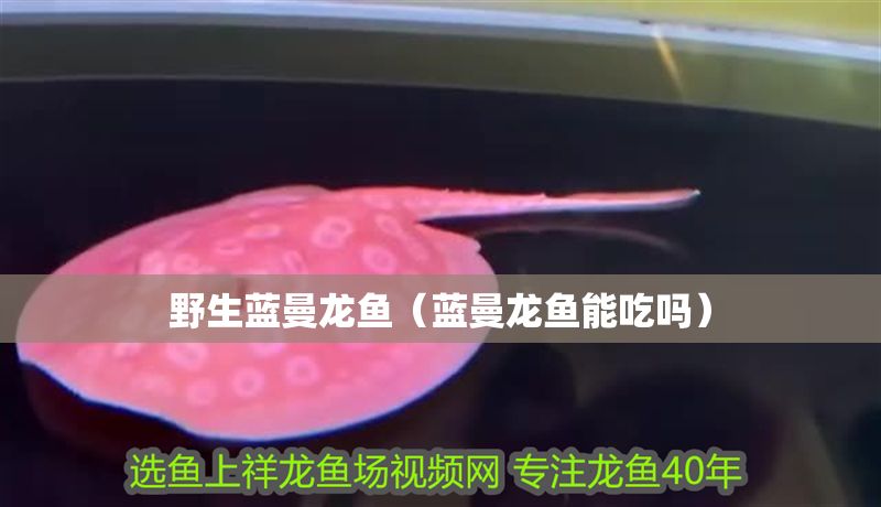 野生藍(lán)曼龍魚(yú)（藍(lán)曼龍魚(yú)能吃嗎） 野生藍(lán)曼龍魚(yú)（藍(lán)曼龍魚(yú)能吃嗎） 元寶鳳凰魚(yú)百科 第1張