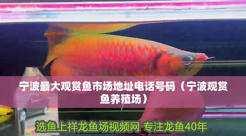 寧波最大觀賞魚市場地址電話號碼（寧波觀賞魚養(yǎng)殖場）