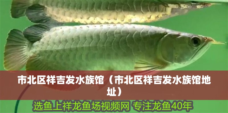 市北區(qū)祥吉發(fā)水族館（市北區(qū)祥吉發(fā)水族館地址）