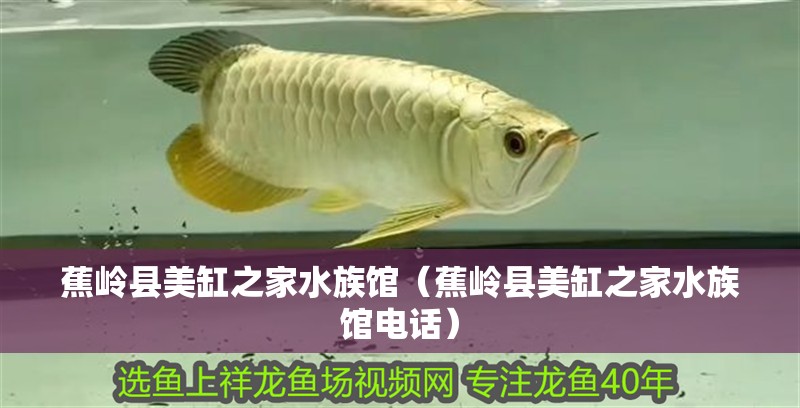 蕉嶺縣美缸之家水族館（蕉嶺縣美缸之家水族館電話）