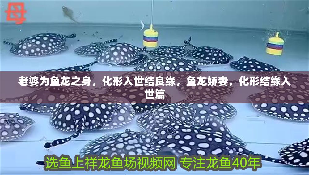 老婆為魚龍之身，化形入世結良緣，魚龍嬌妻，化形結緣入世篇