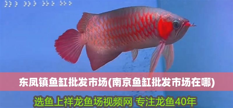 東鳳鎮(zhèn)魚缸批發(fā)市場(chǎng)(南京魚缸批發(fā)市場(chǎng)在哪)
