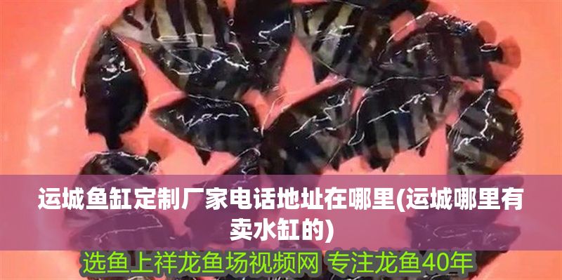 運城魚缸定制廠家電話地址在哪里(運城哪里有賣水缸的)