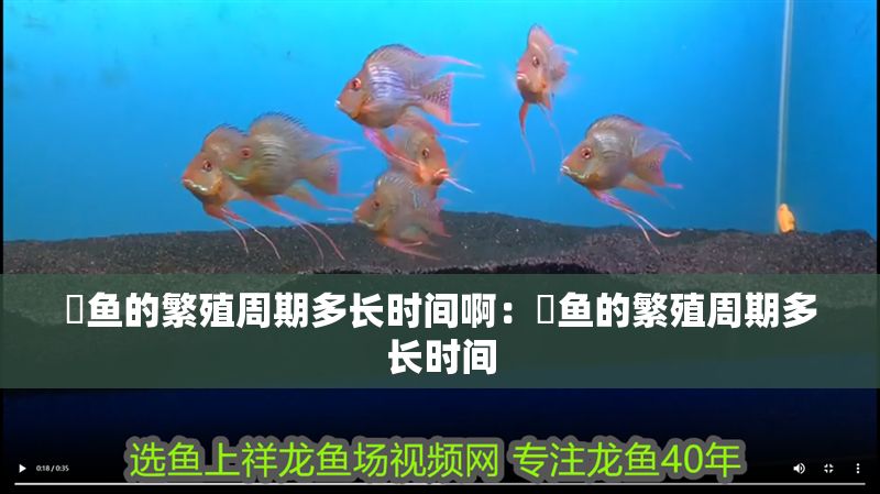 魟魚的繁殖周期多長時間啊：魟魚的繁殖周期多長時間